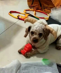 Ѱ����̩�Ͻе��������ĸ̩�ϣ�ë����Ƭ��