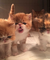 �ӷ�è��������꣬���úö���AD�޺ͼ���