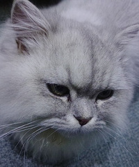 ������һֻ