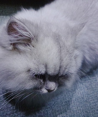 ������һֻ