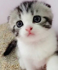 �Լҷ��������̼Ӱ���˾è�����߼Ӱף�����