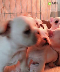 ����һ�����ͷ����������������۸���������