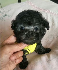 ����С��̩�ϣ���ɫ����ɫ�������£�������