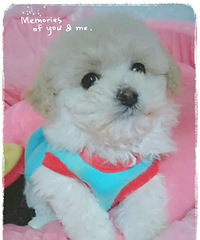 ����С��̩�ϣ���ɫ����ɫ�������£�������