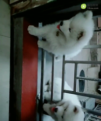 ������ĦҮ����