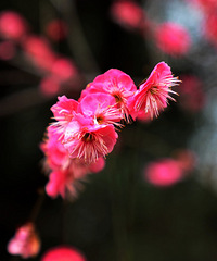 ͼ������汦����ۡ�����÷��