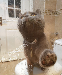 不养猫的人,永远不会感受到……不养猫的人