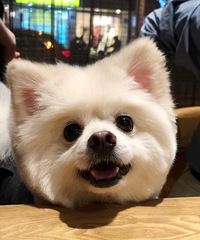 下城区博美送养 狗子很乖。请联系