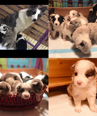 �����߾�����Ȯ���кڰ�һ��һĸ����ʯ��ĸ