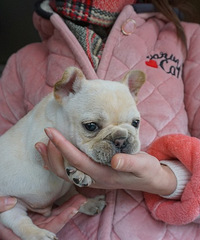 ��ţ����