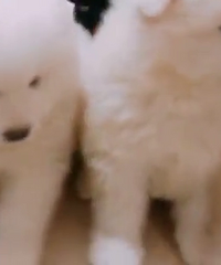 ��������ĦҮ�ˡ�������