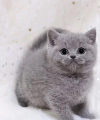 �Լ�è�䣬Ӣ����è����������������ϲ�������ѿ���������ѡŶ��