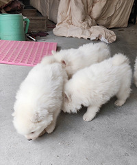 ������ĦҮ�����ˡ�������