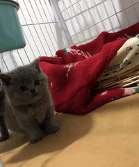 �Լ����µ�С��è���ӣ�����MM����DD�����ſ��Կ���è���裬