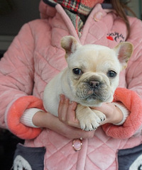 ��ţ����