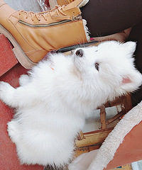 �����µļ�����ĦҮ���ۿ������ʳ�¯����Ƭ