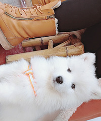 �����µļ�����ĦҮ���ۿ������ʳ�¯����Ƭ