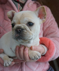 ��ţ����