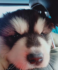 ���Ͱ���˹�����¼�