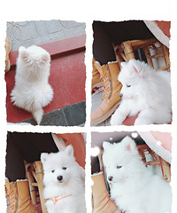 ����������С��Ħ���е�С�������е�����(