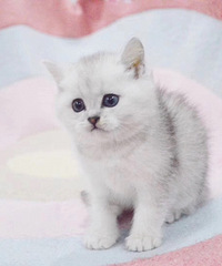 �Լ�è�����������㱦���������ɰ��ģ����۾���֤���ֺͽ���