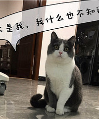 本喵用全部的猫粮发誓,是纸先动的手!