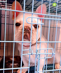 8�����ؼ۷�ţ˫Ѫͳ�ܵ� 888 ��˿β