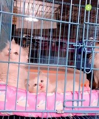 2���²�ż���� �ɼ�����