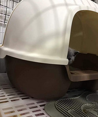 �Լ����µ�С��è���ӣ�����MM����DD�����ſ��Կ���è���裬