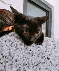 给小黑猫和小橘猫找新家