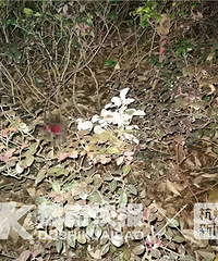 突发!新风路有一个孕妇和老公吵架从五楼跳下来了!