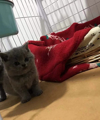 自己家下的小蓝猫崽子,三个MM两个DD,上门可以看到猫妈妈,