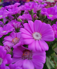 �ö�( ??? ? ??? )