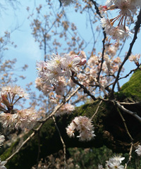 ӣ��������