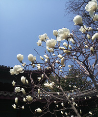 ӣ��������