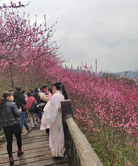 悦来滨江公园桃花开了,大片大片的很美!
