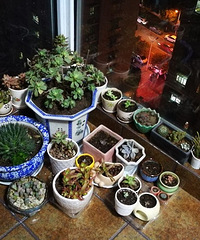 折腾了一下午,这庞大的家族总算是成了