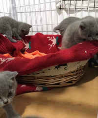 �Լ����µ�С��è���ӣ�����MM����DD�����ſ��Կ���è���裬