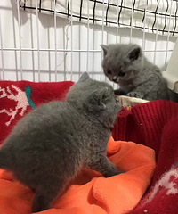 �Լ����µ�С��è���ӣ�����MM����DD�����ſ��Կ���è���裬