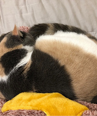 小猫咪最近越来越粘人了