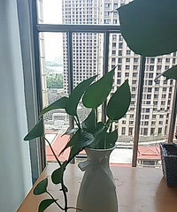 旺旺了