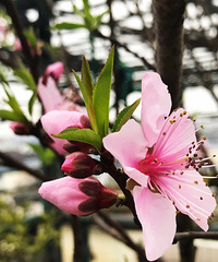 樱桃花、油桃花、菜花,她家的屋顶春色渐浓