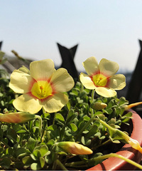 樱桃花、油桃花、菜花,她家的屋顶春色渐浓