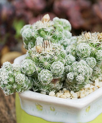 һ����Ե�����ɫ����һ������