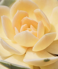 һ����Ե�����ɫ����һ������