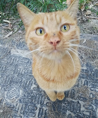 发现噬元兽的踪迹,赶紧捧上猫粮讨好一下!