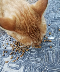 发现噬元兽的踪迹,赶紧捧上猫粮讨好一下!