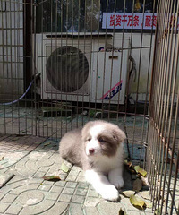 2个月了的小边牧第二楼