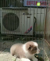 2个月了的小边牧第二楼