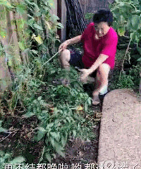 这位中国丈母娘火了!把别墅花园改成这样,洋女婿一看懵了